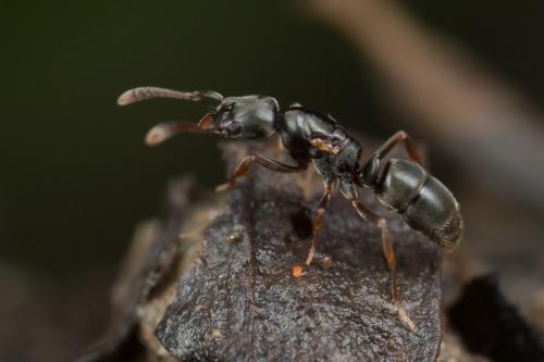Hypoponera sp.
